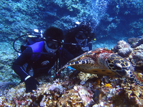 沖縄カメ保障体験ダイビング
