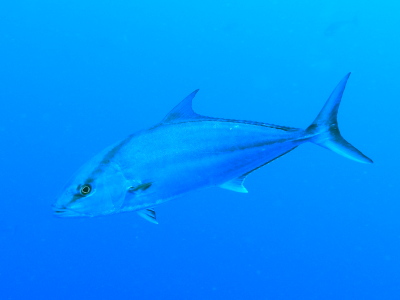 沖縄ダイビングの様子