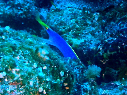 ケラマダイビング