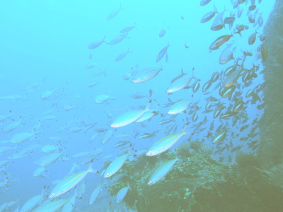 慶良間ダイビングでは沖縄の県魚として有名なクマザサハナムロ（グルクン）です。
