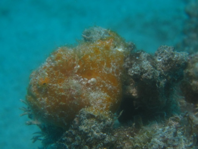 慶良間ダイビング