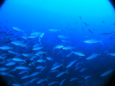 ☆シャーク～☆