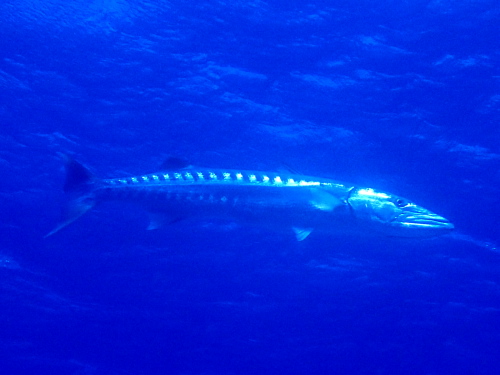 沖縄ダイビング