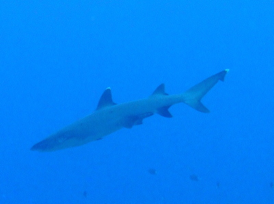 20140209サメ
