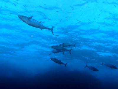 慶良間ダイビング