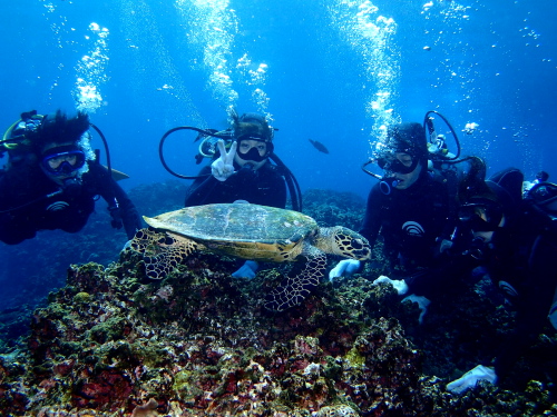 沖縄体験ダイビング