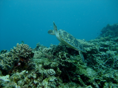 チービシダイビングツアー