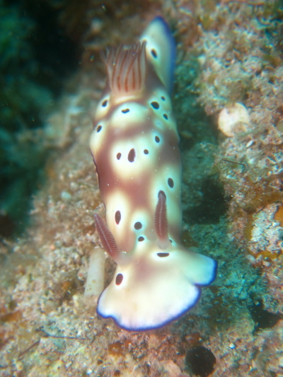 ダイビングケラマ