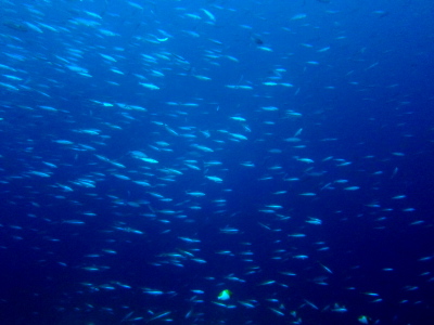 ダイビングけらま