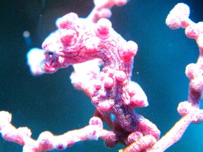 ダイビングけらま