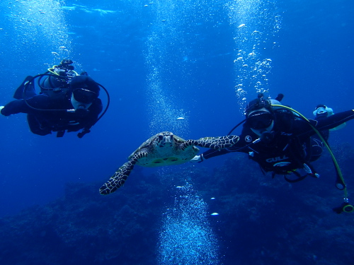 沖縄ケラマ体験ダイビング