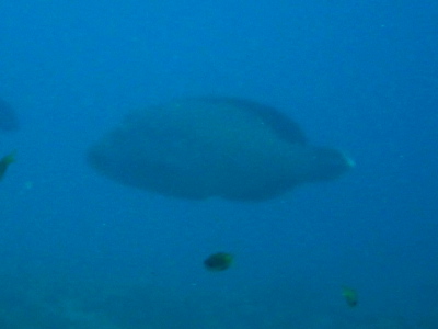 ケラマダイビング