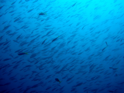 グルクン!! 今日は1000匹近くいましたね