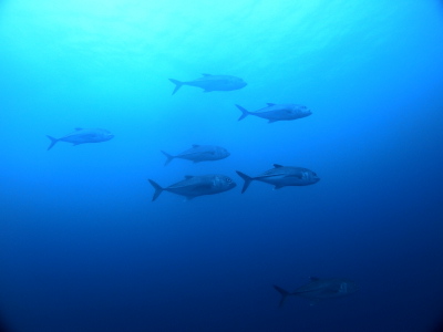 慶良間ダイビング