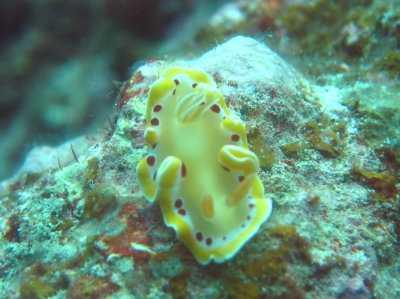 ダイビングケラマ