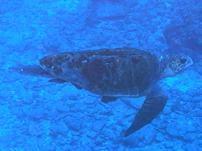 ダイビング沖縄