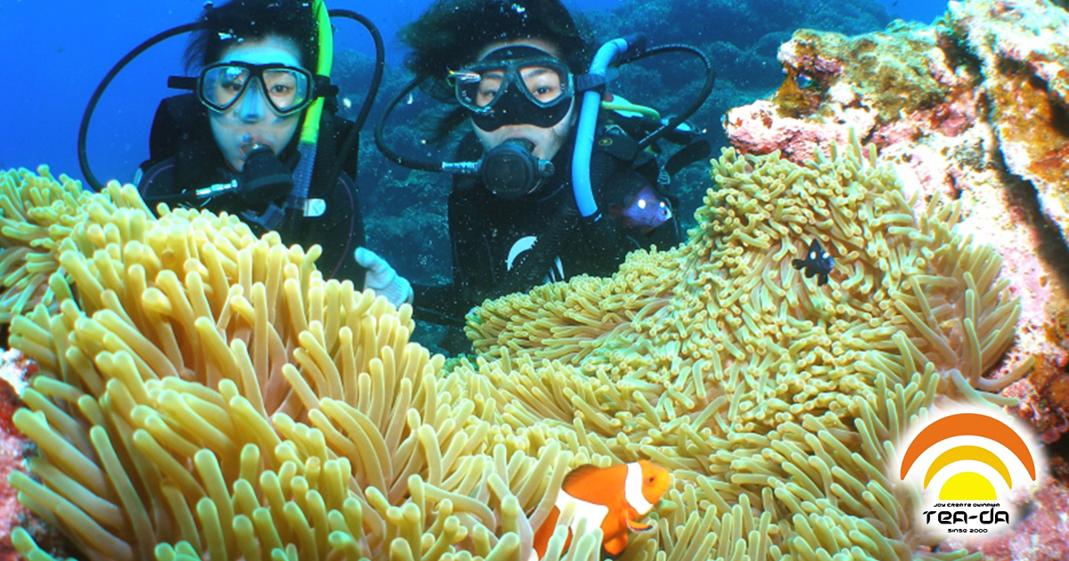 サンゴいろいろ　※お値段相談 急募 サンゴ他 価格は仮