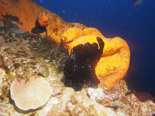 沖縄ダイビング