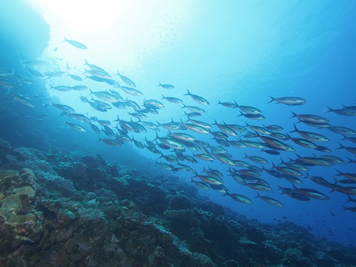 ダイビング沖縄