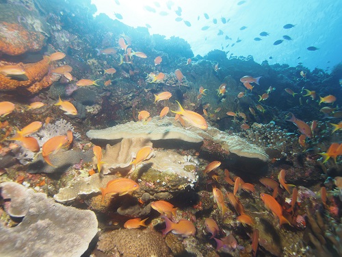 慶良間ダイビング