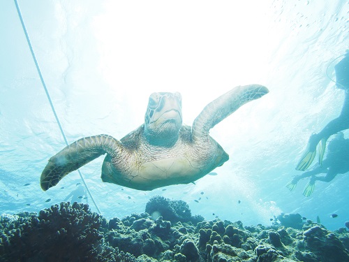 沖縄ダイビング