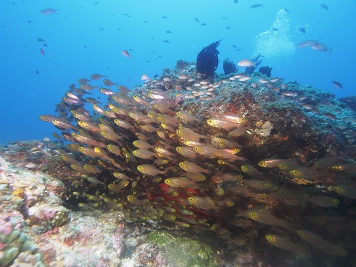 ダイビング沖縄