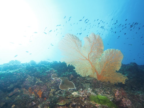 ダイビング沖縄