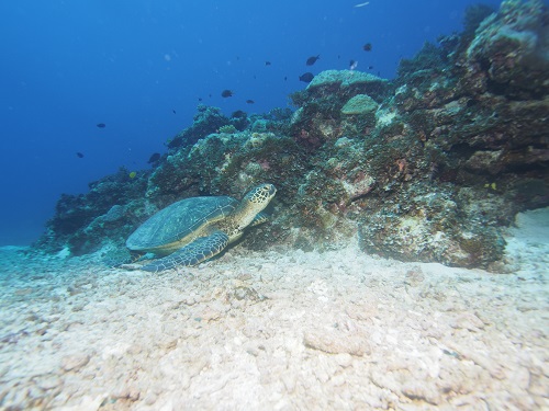 沖縄ダイビング