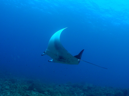 ☆彡慶良間で初マンタゲットです。☆彡