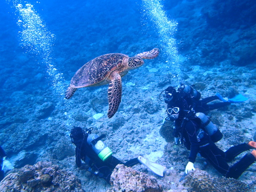 ☆彡チービシ諸島でカメと一緒に体験ダイビング☆彡