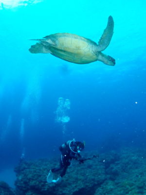 ケラマ諸島ダイビング