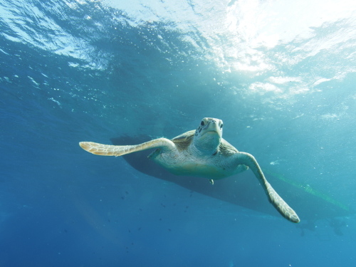 沖縄ダイビング