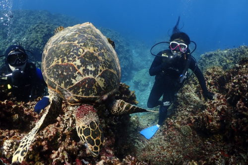 ☆彡慶良間ダイビングツアー☆彡