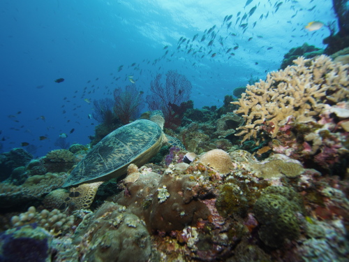 ダイビング沖縄