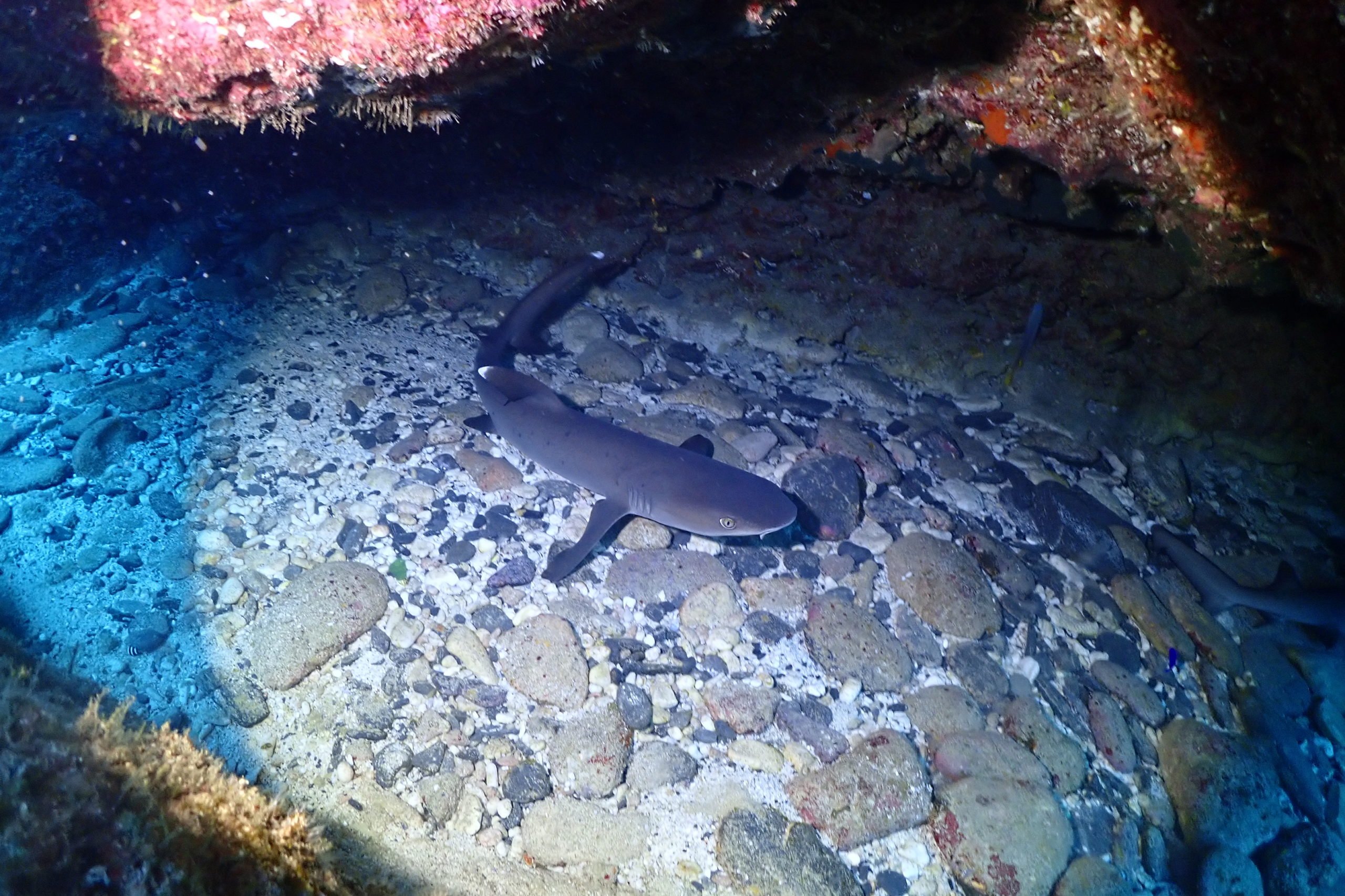 ☆彡慶良間諸島ダイビング☆彡