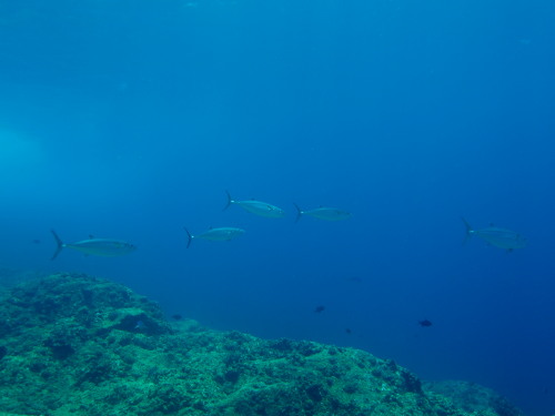 ダイビング慶良間