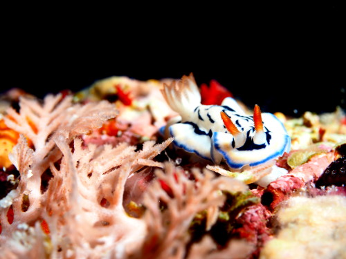 沖縄ダイビング