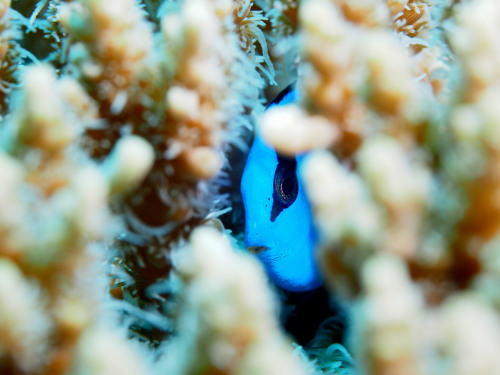 ダイビング慶良間