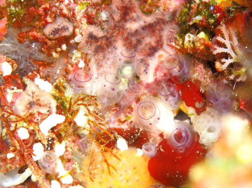 沖縄ダイビング