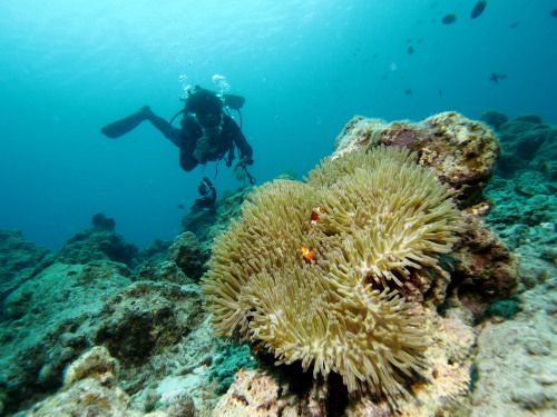 ダイビング沖縄