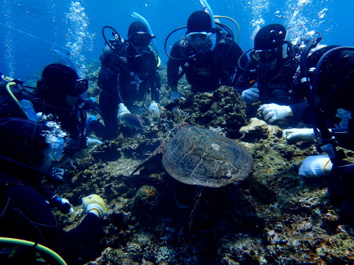沖縄体験ダイビング