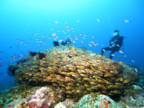 ダイビング沖縄