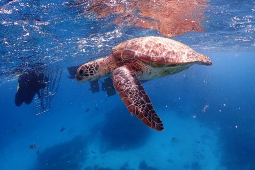 ケラマ諸島ダイビング