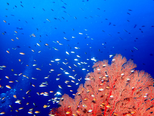 ケラマダイビング