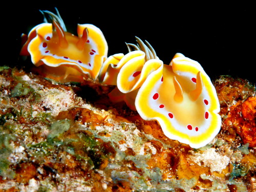 ダイビング沖縄