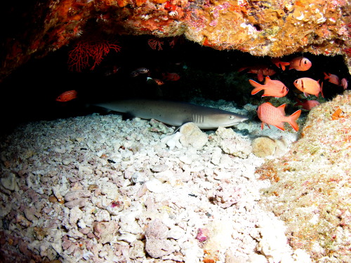 慶良間ダイビング