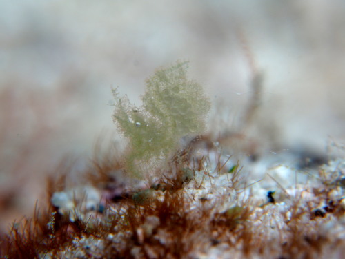 ダイビング沖縄