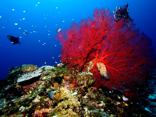 慶良間ダイビング