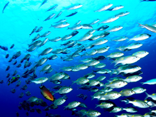 ダイビング慶良間