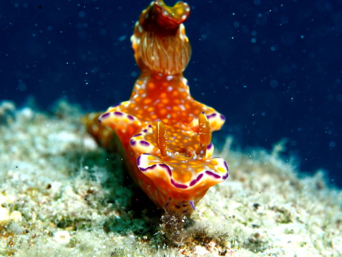 沖縄ダイビング